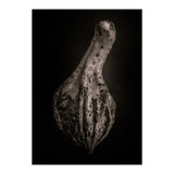 Gourds No 3 (Print Only) thumbnail