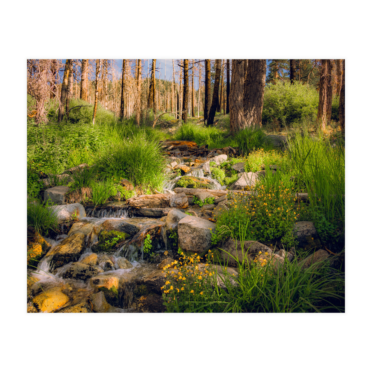 San Gorgonio Stream (Print Only)