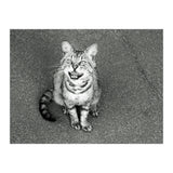 Cat (Print Only) thumbnail