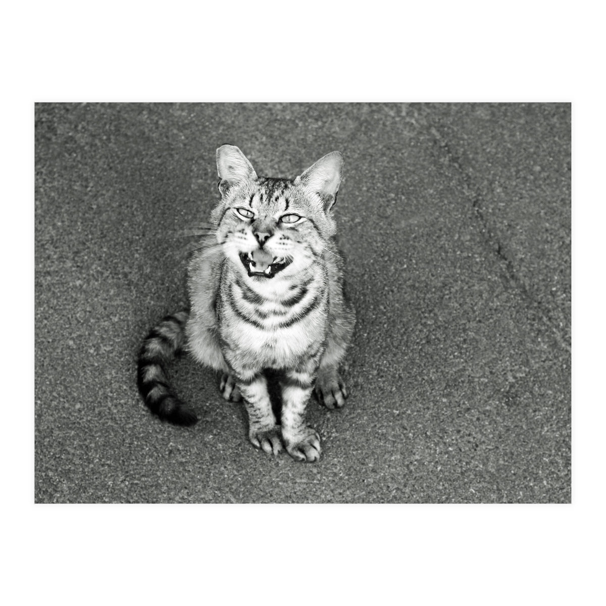Cat (Print Only)