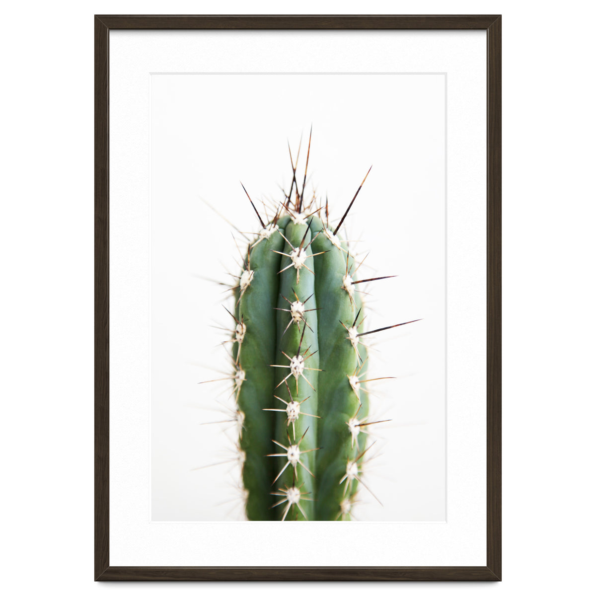 Cacti