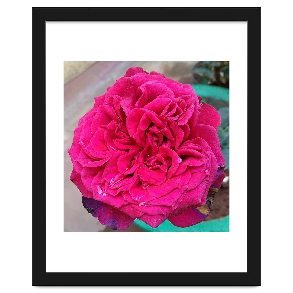 Beautiful Fragrant Rose