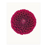 Cc Flower 03 (Print Only) thumbnail