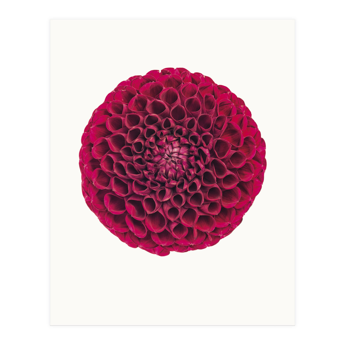 Cc Flower 03 (Print Only)