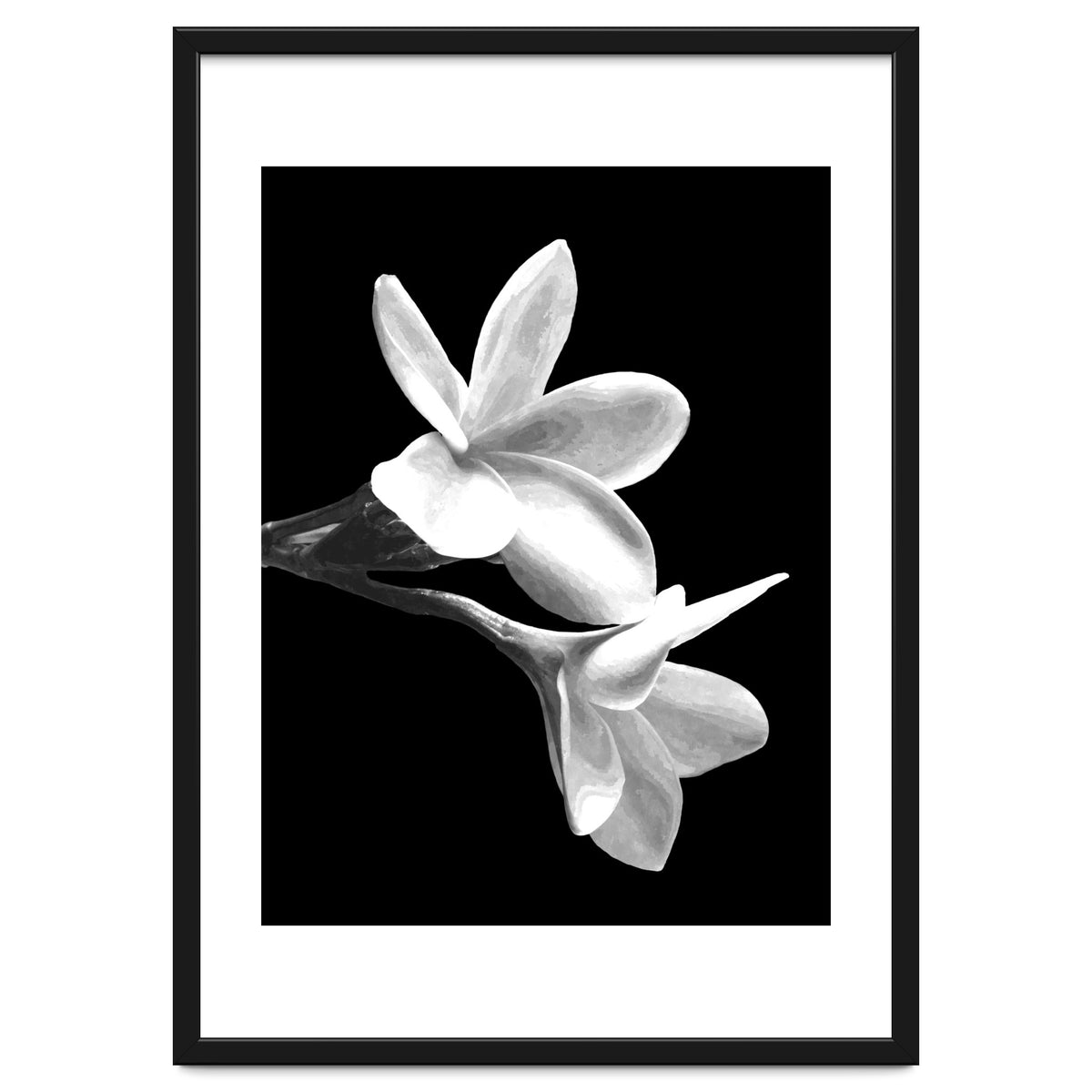 Black and White Flowers