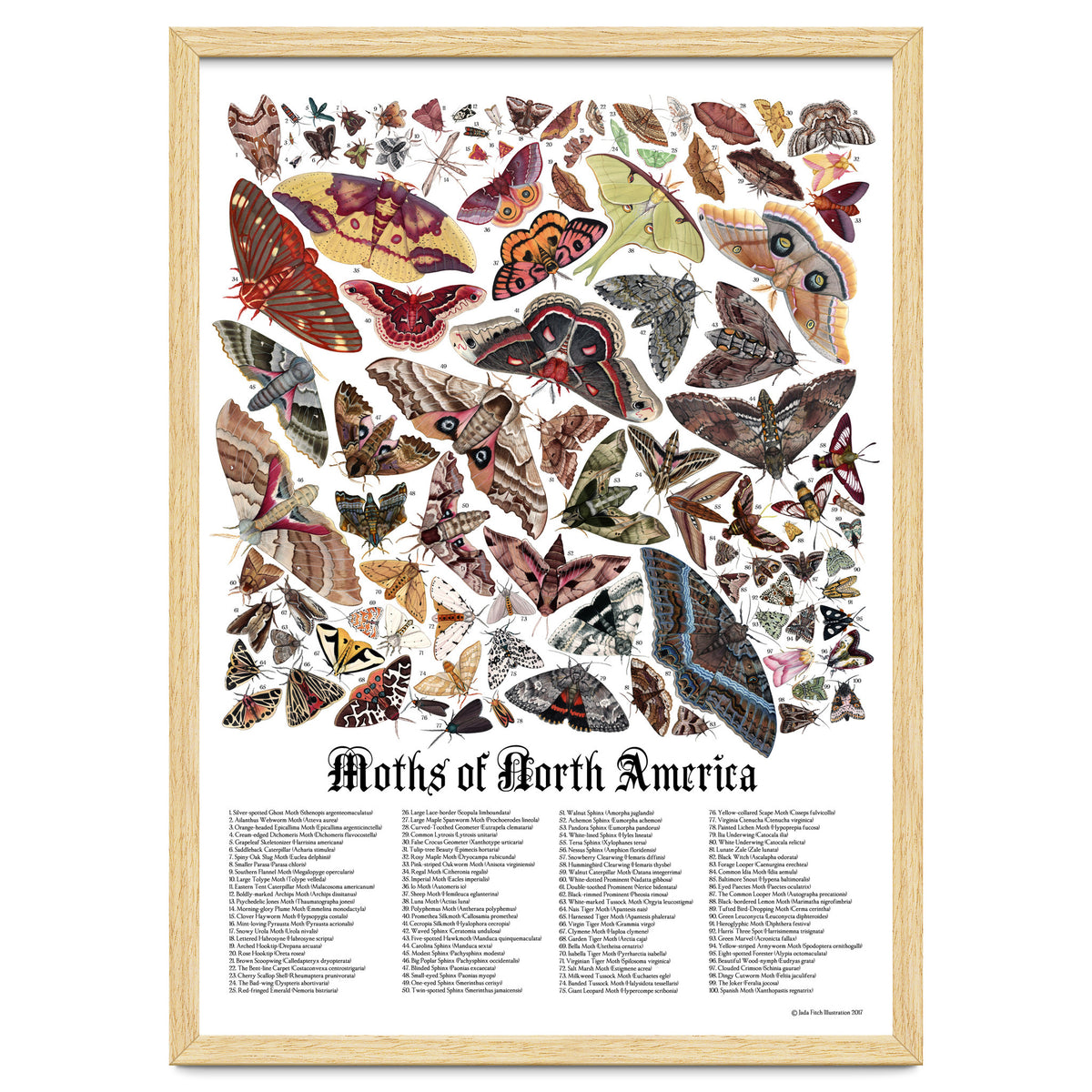 Moths of North America