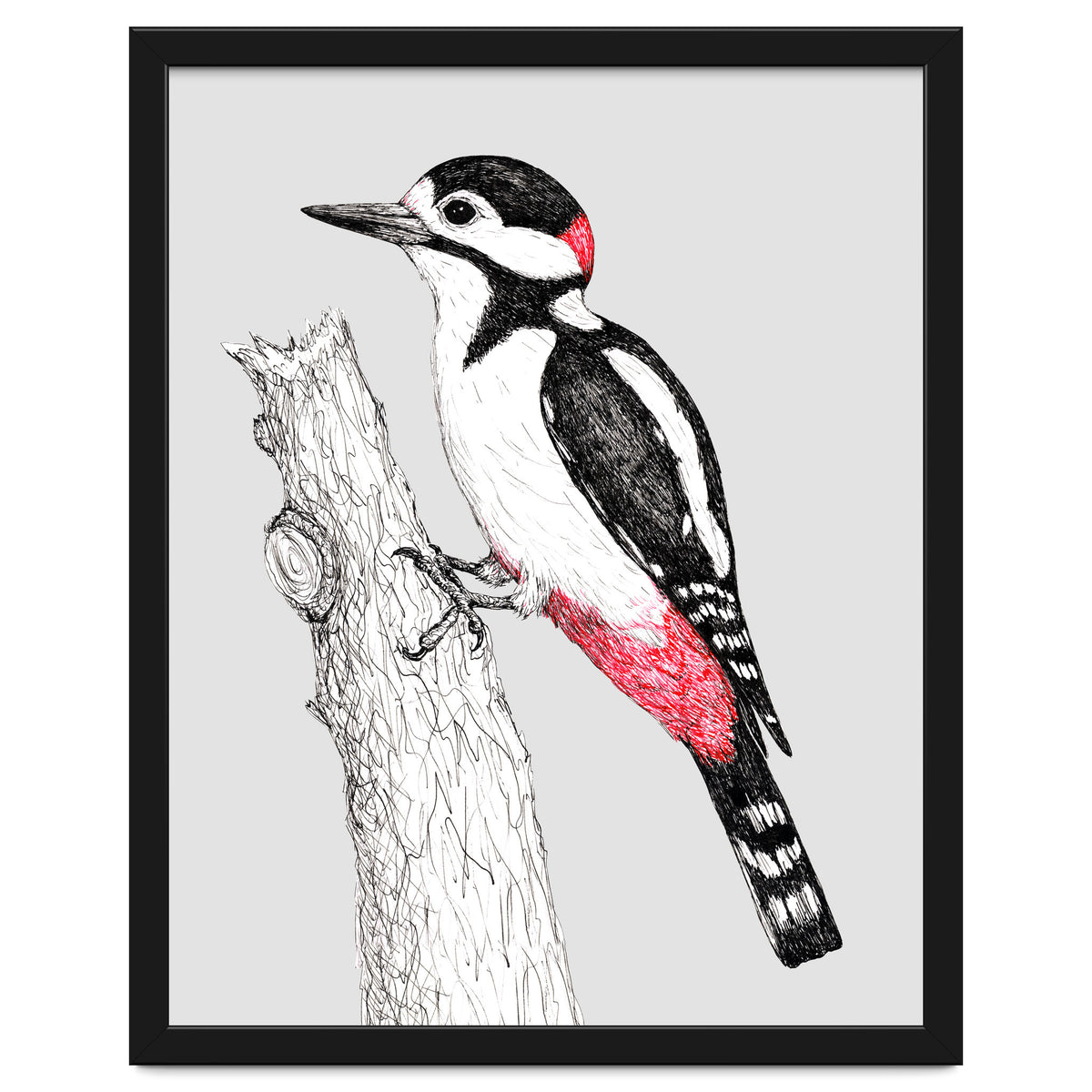 Great spotted woodpecker
