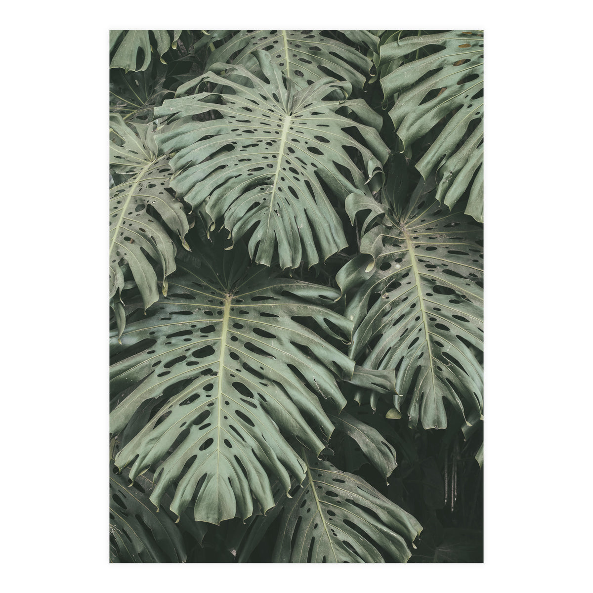 MONSTERA LEAVES (Print Only)