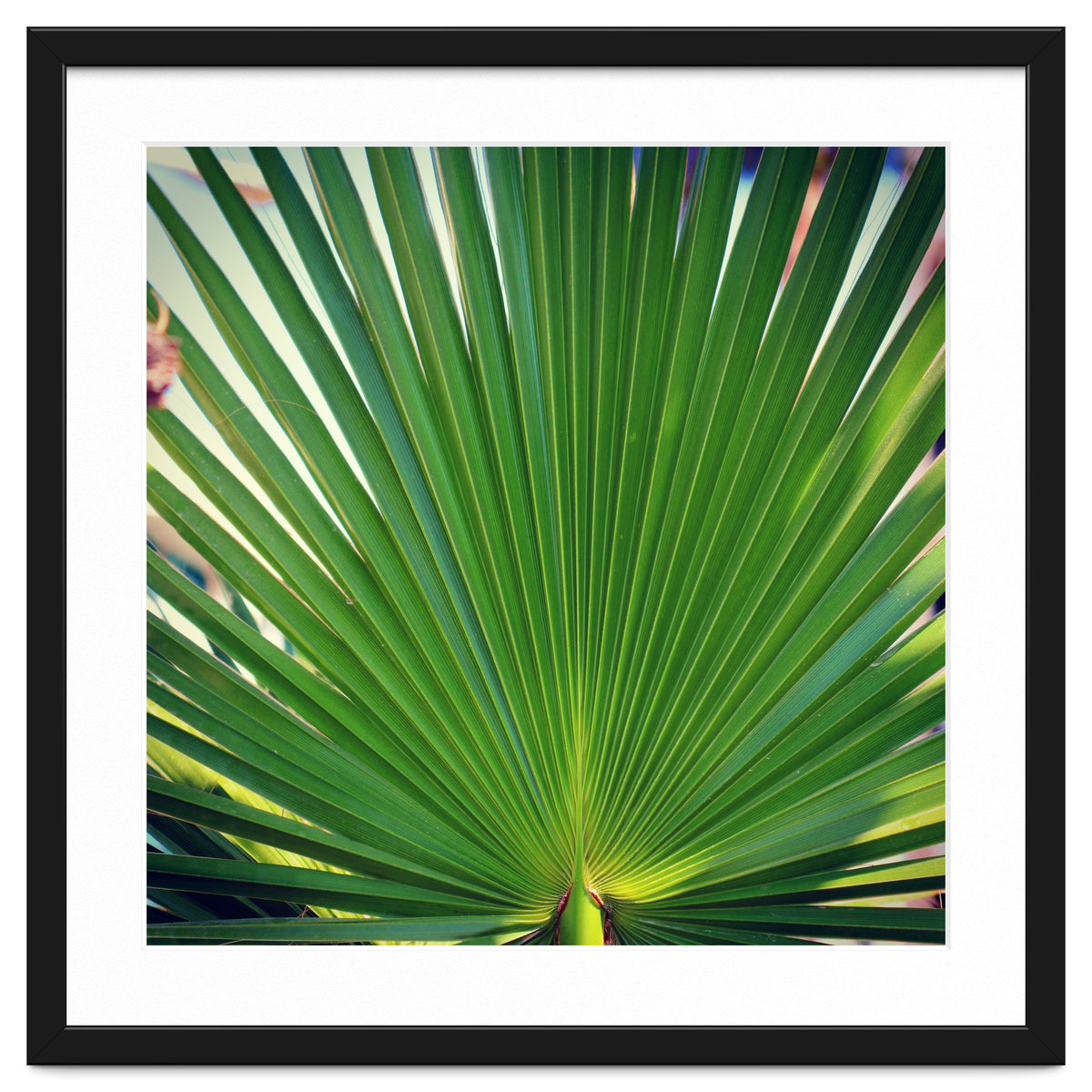 palm leaf