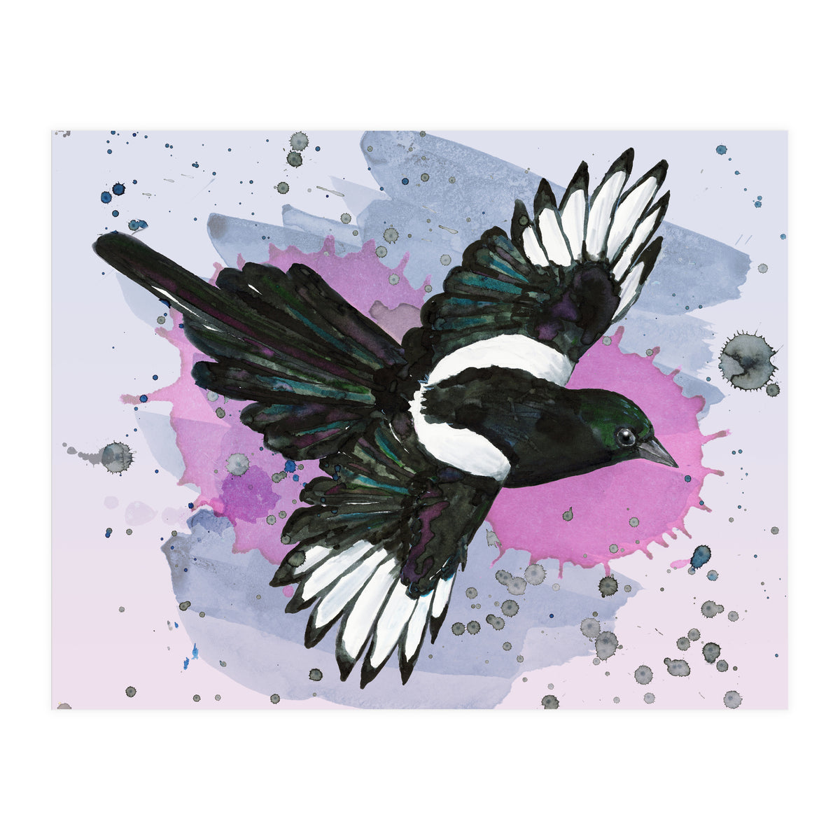 A watercolor drawing of a flying magpie (Print Only)