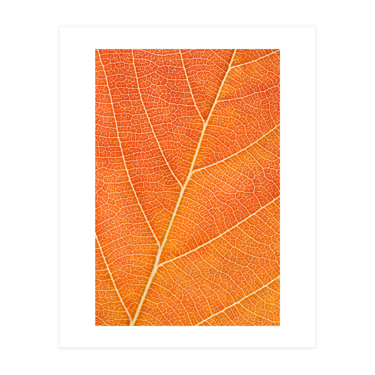 Autumn Leaf (Print Only)