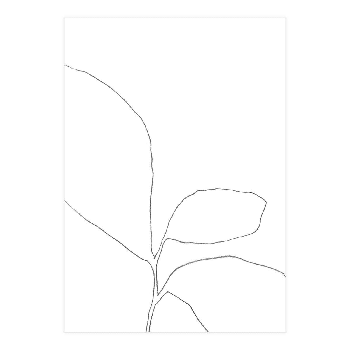 Three Leaf Seedling (Print Only)