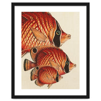 Fish Classic Designs 2