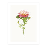 Cc Roses 03 (Print Only) thumbnail