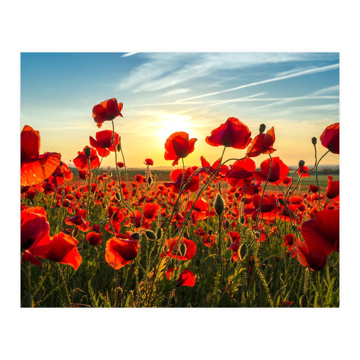Poppies (Print Only)