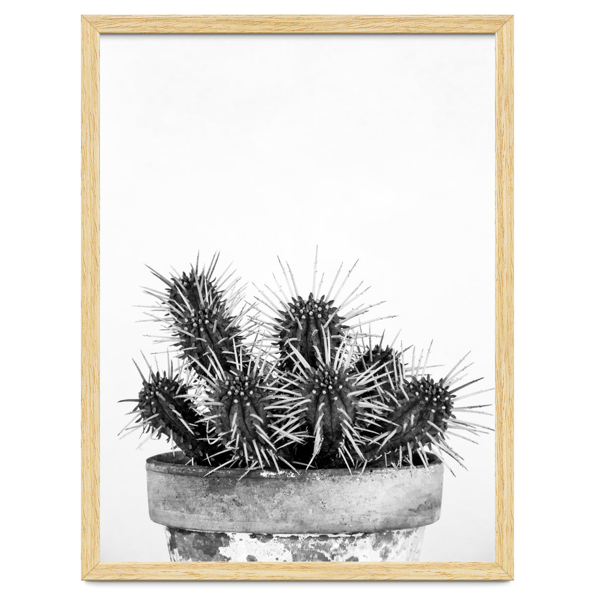 Cactus nature II