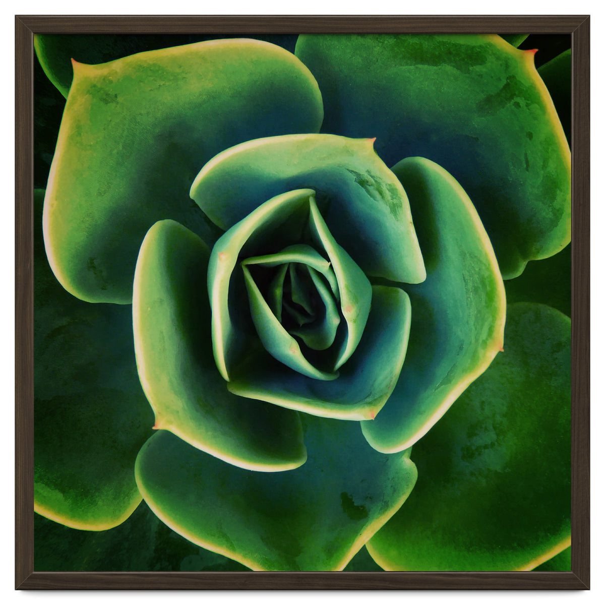 DARKSIDE OF SUCCULENTS XIII