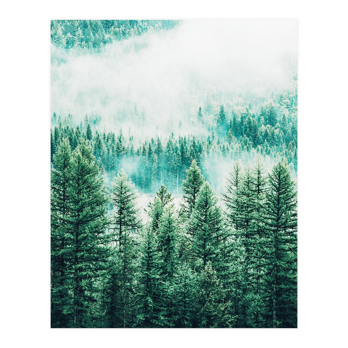 Forest And Fog (Print Only)