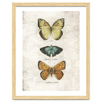 Butterflies V