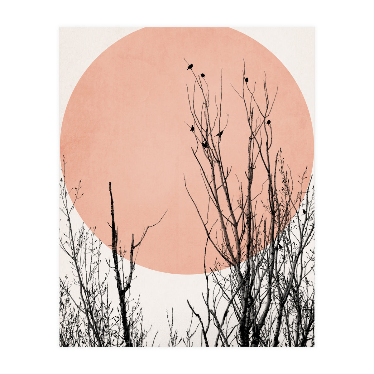 Sunset Dreams Rose (Print Only)