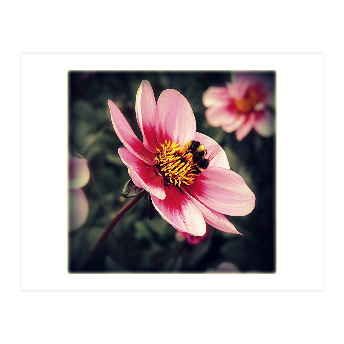 Wind Flower (Print Only)