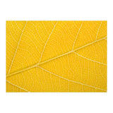 Autumn Leaf (Print Only) thumbnail