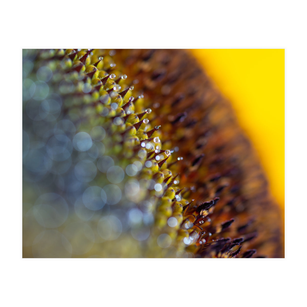 Bumblebee (Print Only)