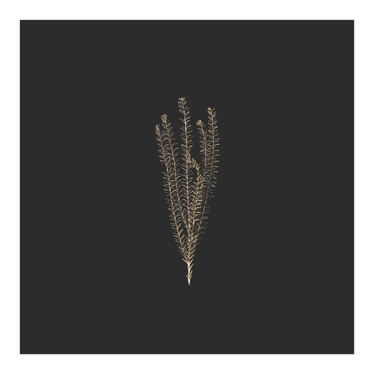 Delicate Fynbos Botanicals in Gold and Black - Square (Print Only)