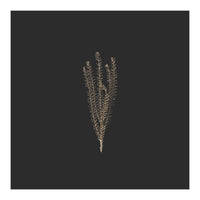 Delicate Fynbos Botanicals in Gold and Black - Square (Print Only)