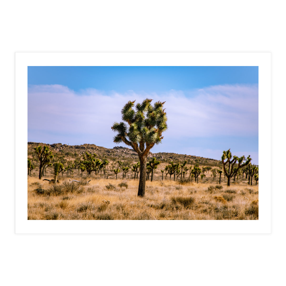 Joshua Tree (Print Only)