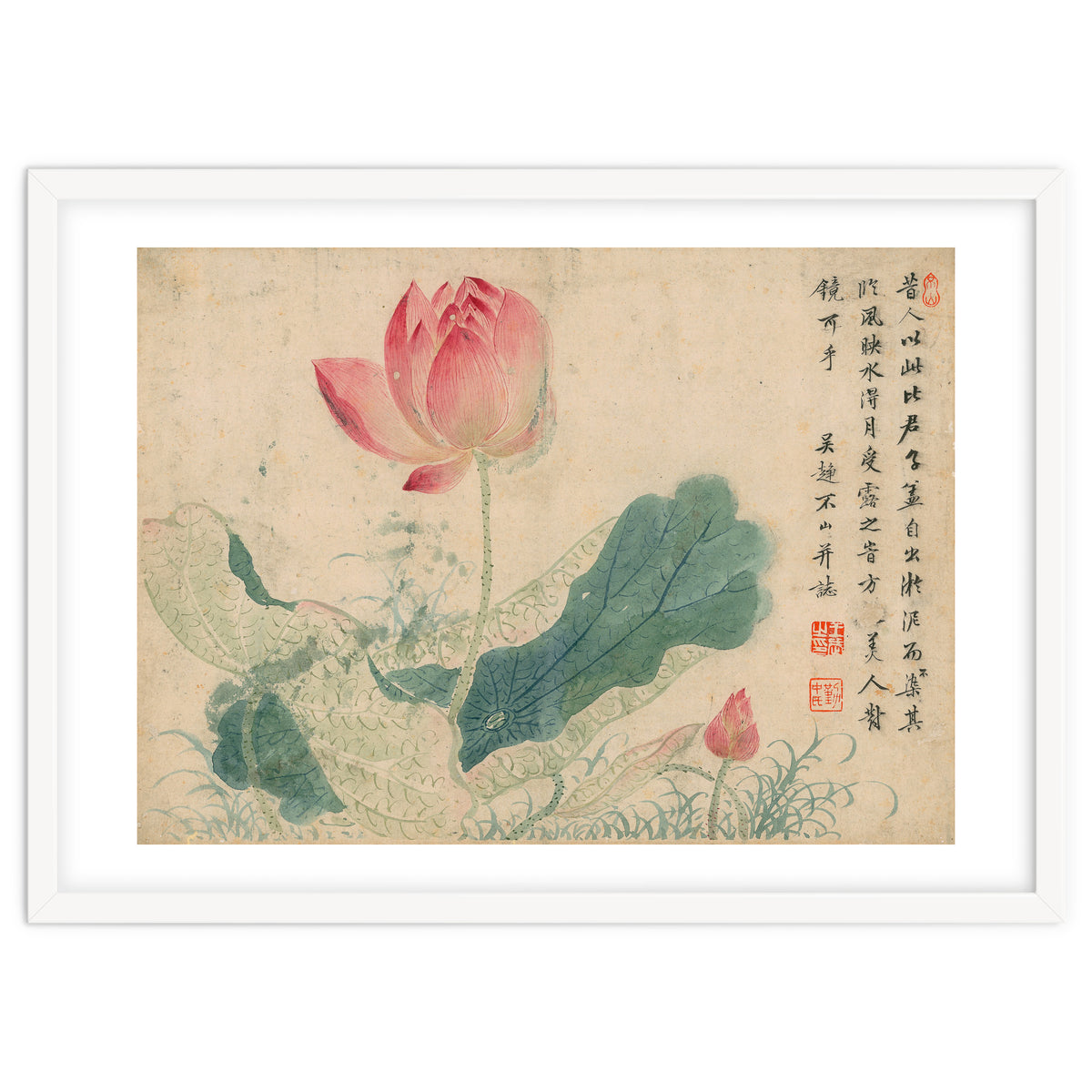 Qing Wangwu Flower album, lotus, lotus leaf, pond, copy of water grass