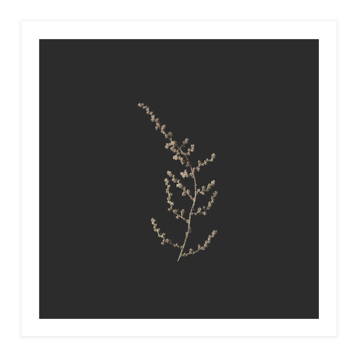 Delicate Golden Fynbos Botanicals on Black - Square (Print Only)