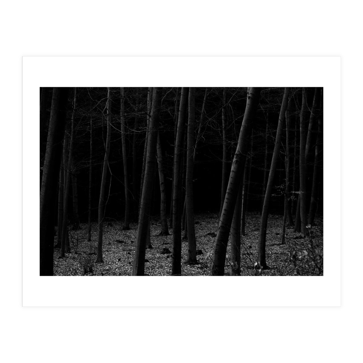 silent woods (Print Only)