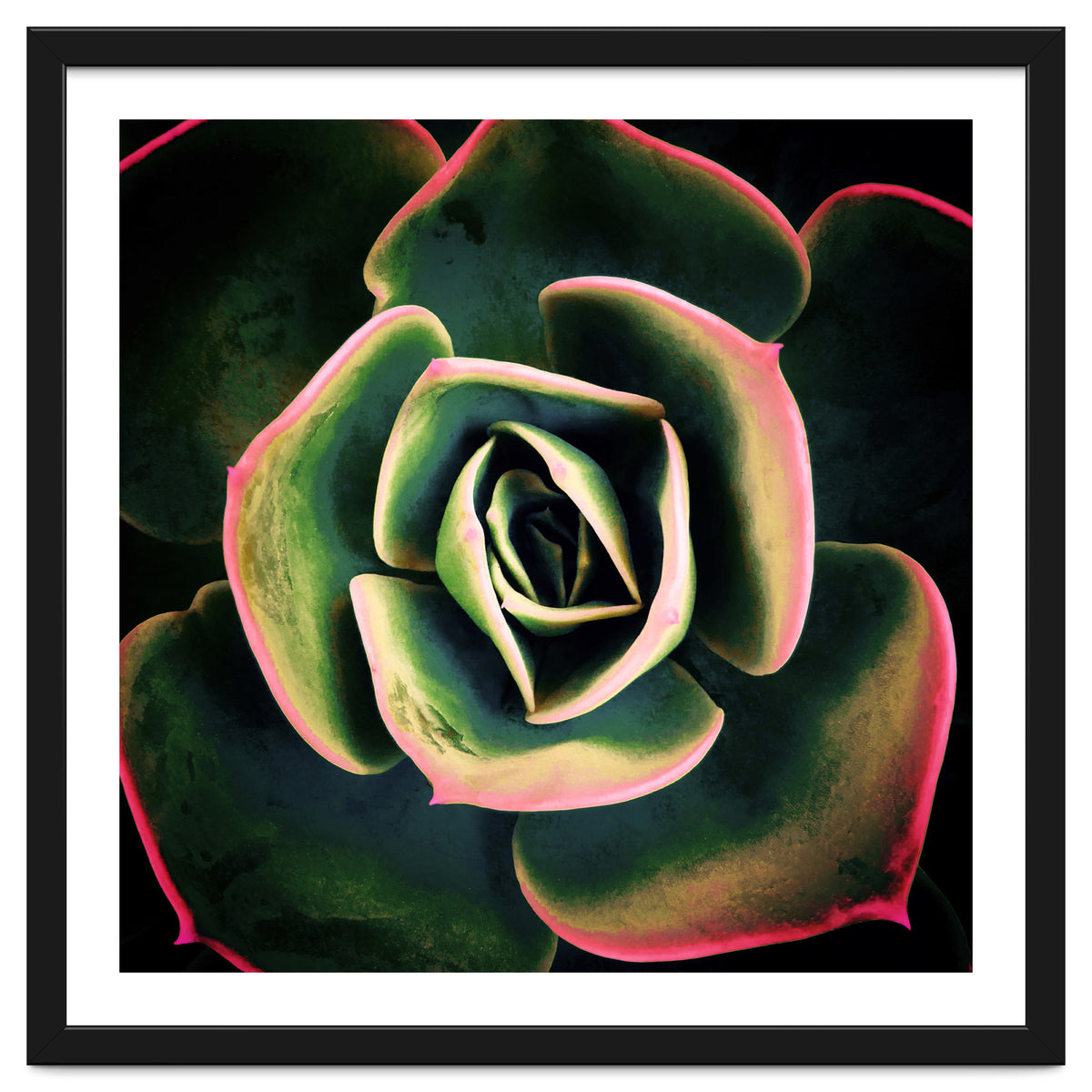 DARKSIDE OF SUCCULENTS XV