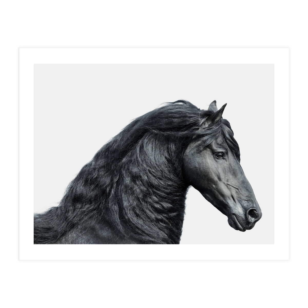 Friesian Horse (Print Only)