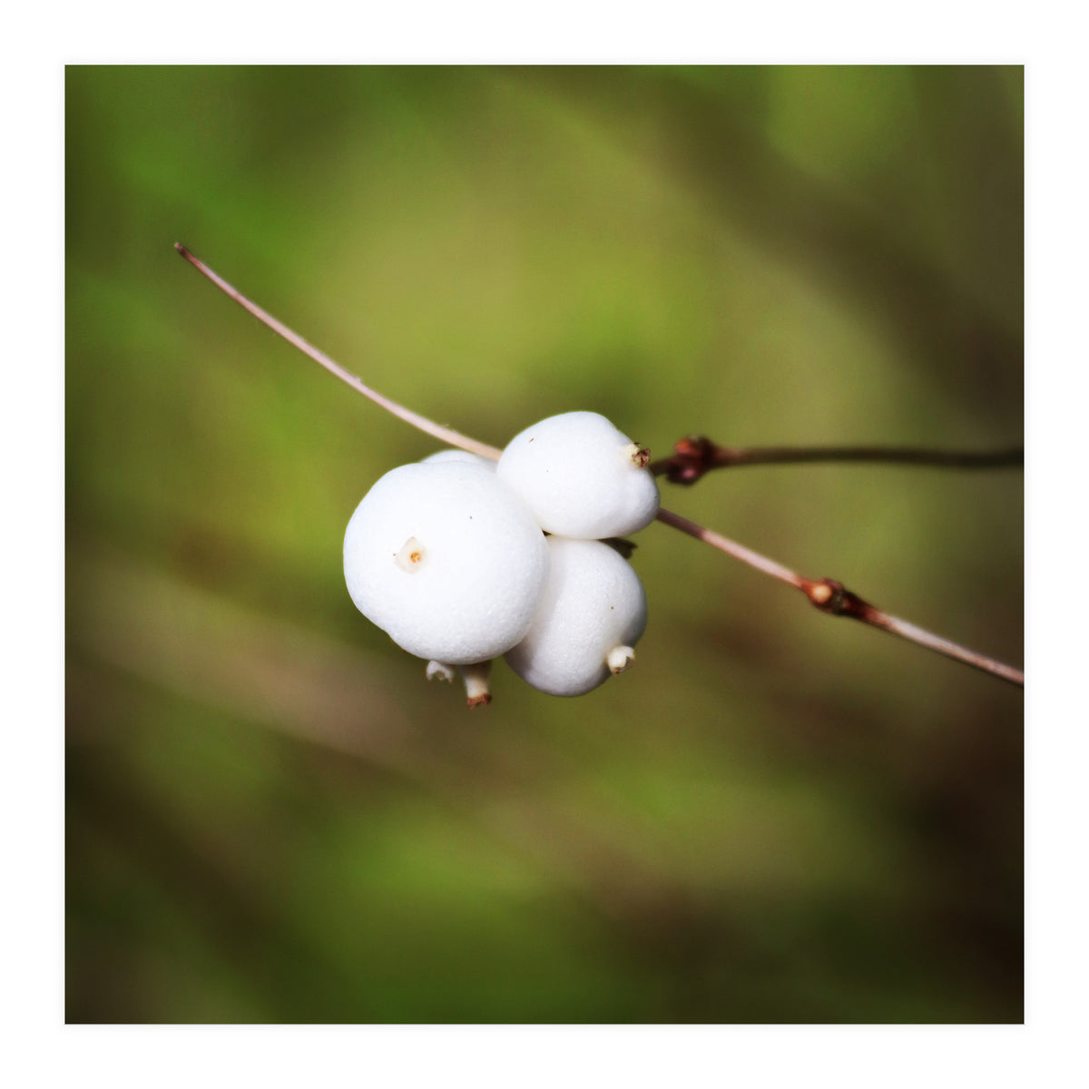 winter berries (Print Only)