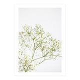Flowers (Print Only) thumbnail