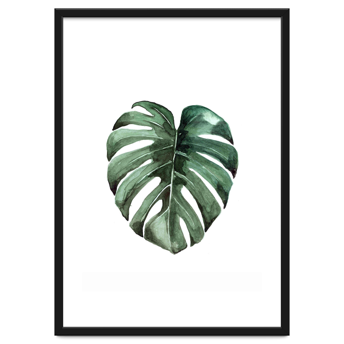Botanical Illustration Monstera Deliciosa