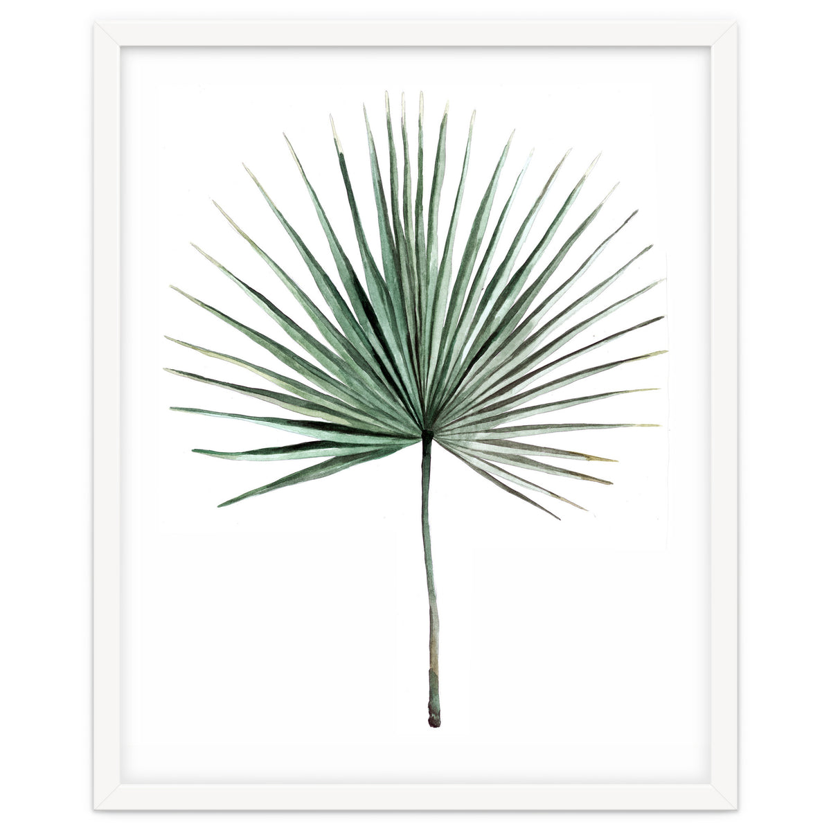 Botanical Illustration Fanpalm