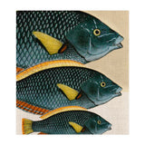 Fish Classic Designs 10 (Print Only) thumbnail