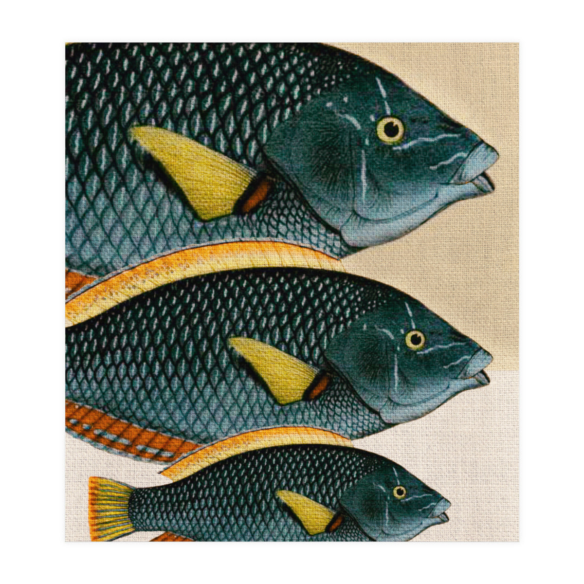 Fish Classic Designs 10 (Print Only)