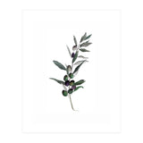 Botanical Illustration Olive (Print Only) thumbnail