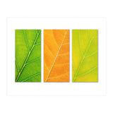 Autumn Leaves (Print Only) thumbnail