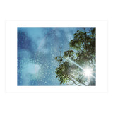 Sun Through Trees (Print Only) thumbnail