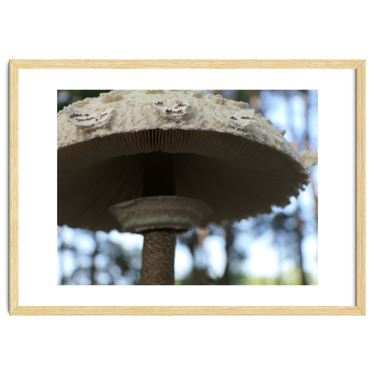 Shelter In The Woods