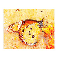 Butterfly On Aclepias (Print Only)