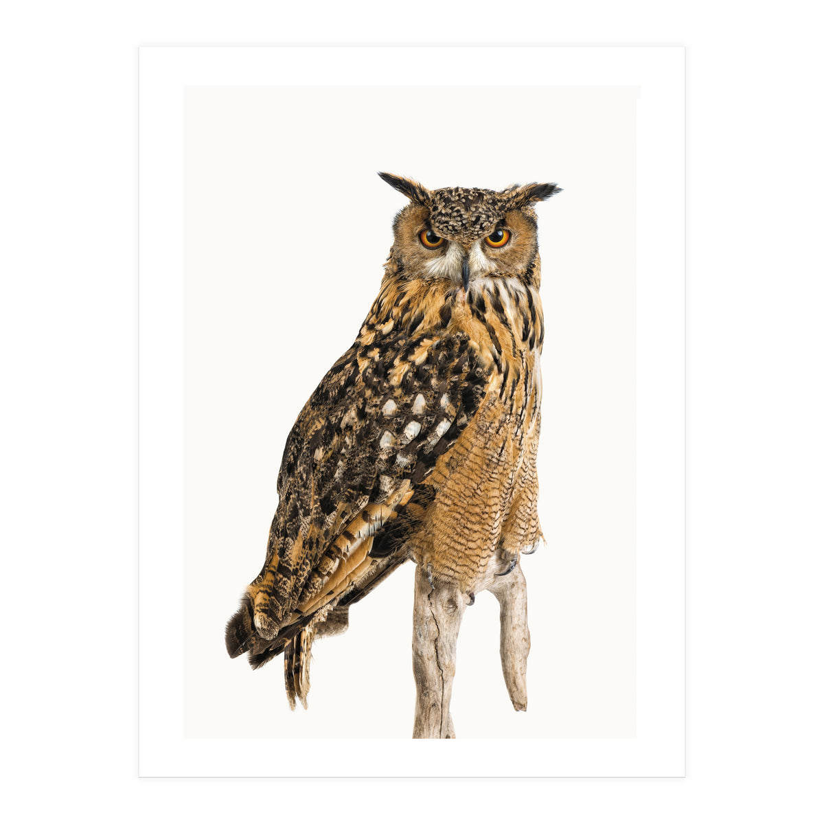 Cc Birds 11 (Print Only)