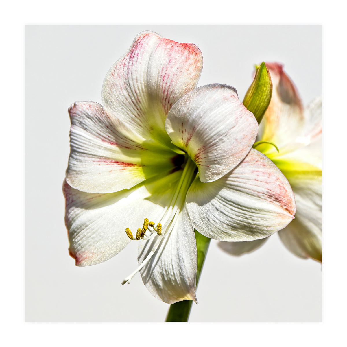 Amaryllis 1 (Print Only)