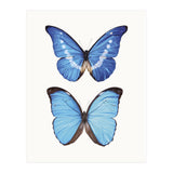 Cc Butterflies 05 (Print Only) thumbnail