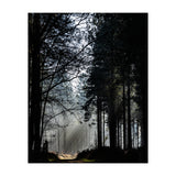 Misty Woodland Morning (Print Only) thumbnail